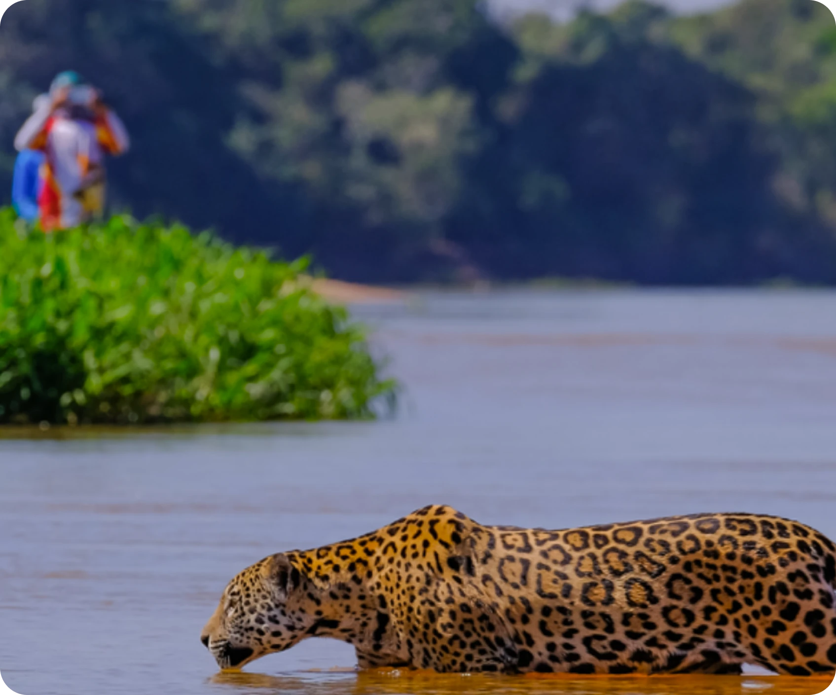 Safari no Pantanal